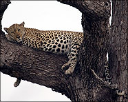 Africa 2007