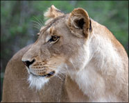 Africa 2007