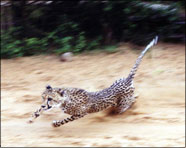 Africa 2003