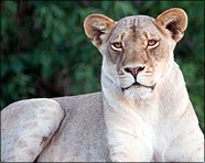 Africa 2007