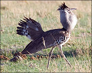 Africa 2007