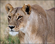 Africa 2007